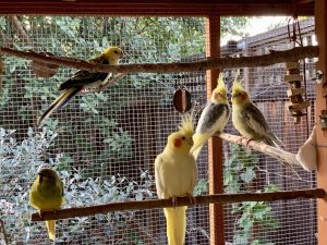 How to Make a Bird Perch for Cockatiels