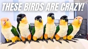 How to Make a Bird Training Perch