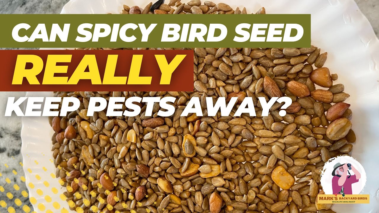 How to Make Bird Seed Spicy