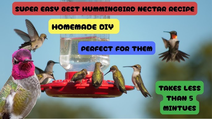How to Make Hummingbird Nectar