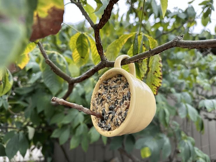 How to Make Suet Balls for Bird Feeders