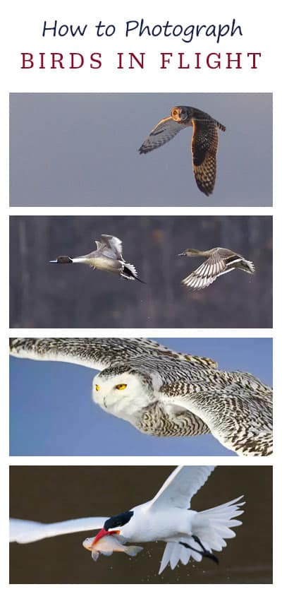 How to Photograph Birds