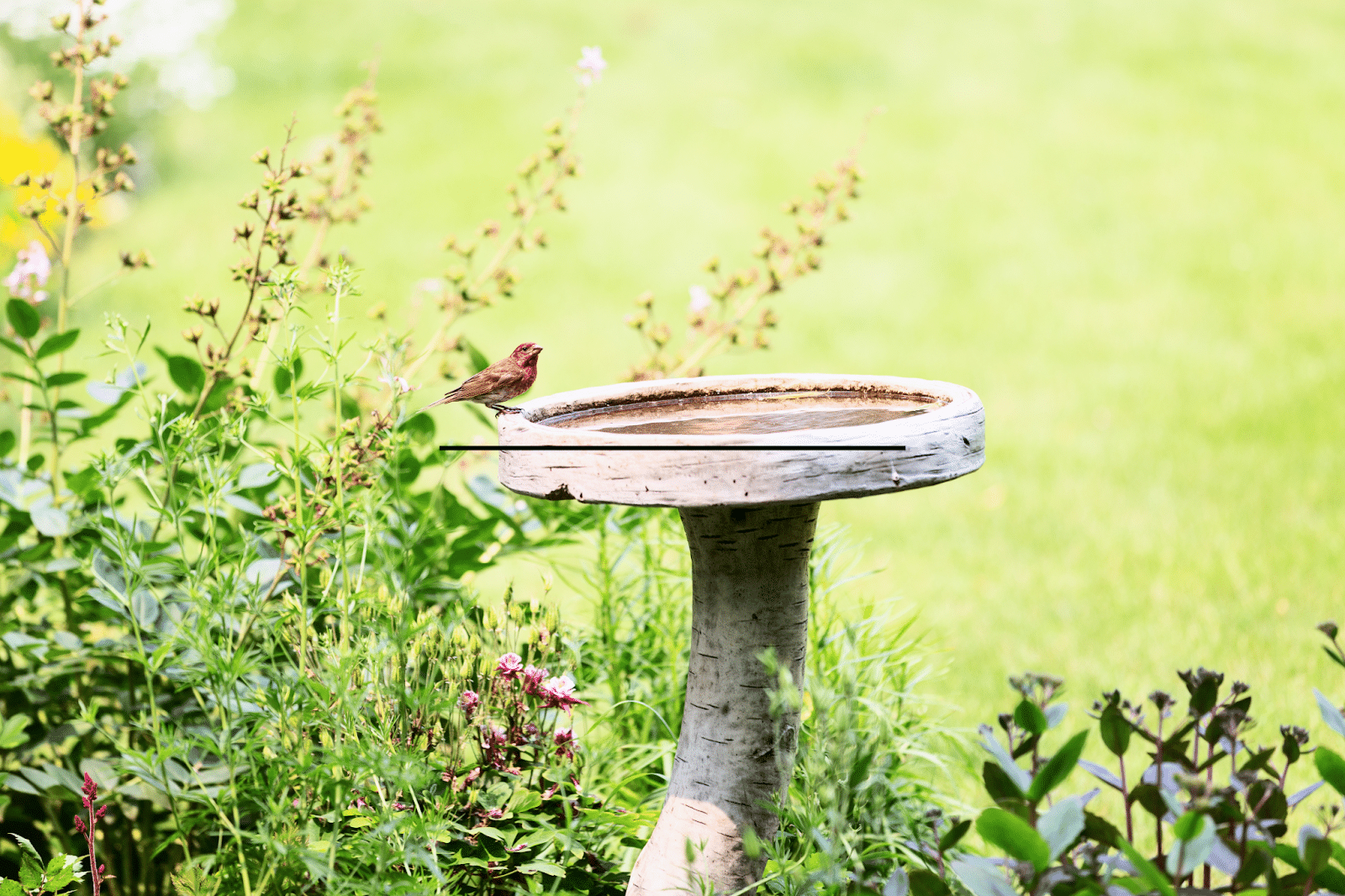 How to Plant Flowers around a Bird Bath