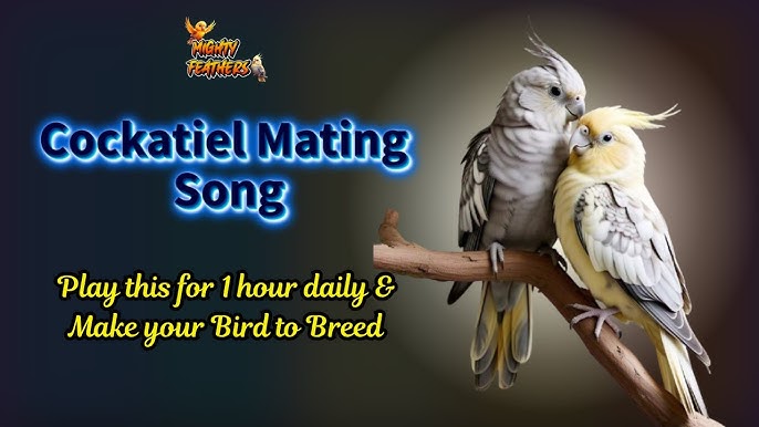 How to Play Bird Song