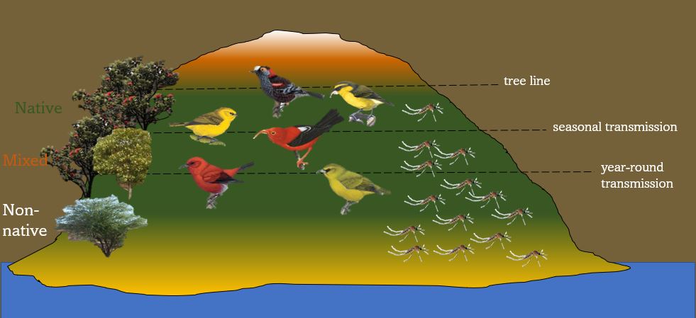 How to Prevent Avian Malaria