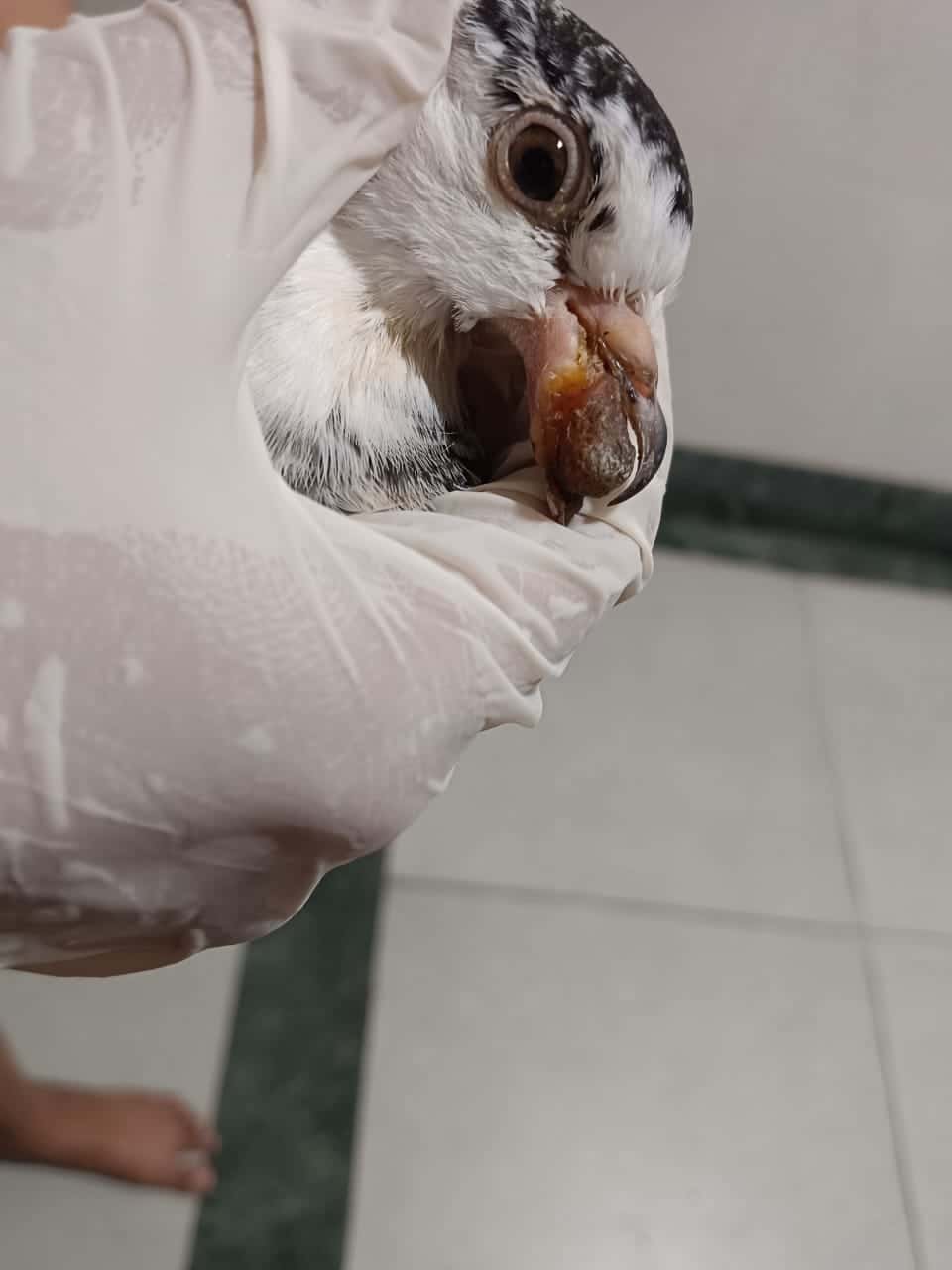 How to Prevent Canker in Birds