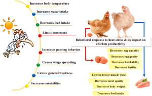 How to Prevent Heat Stress in Birds