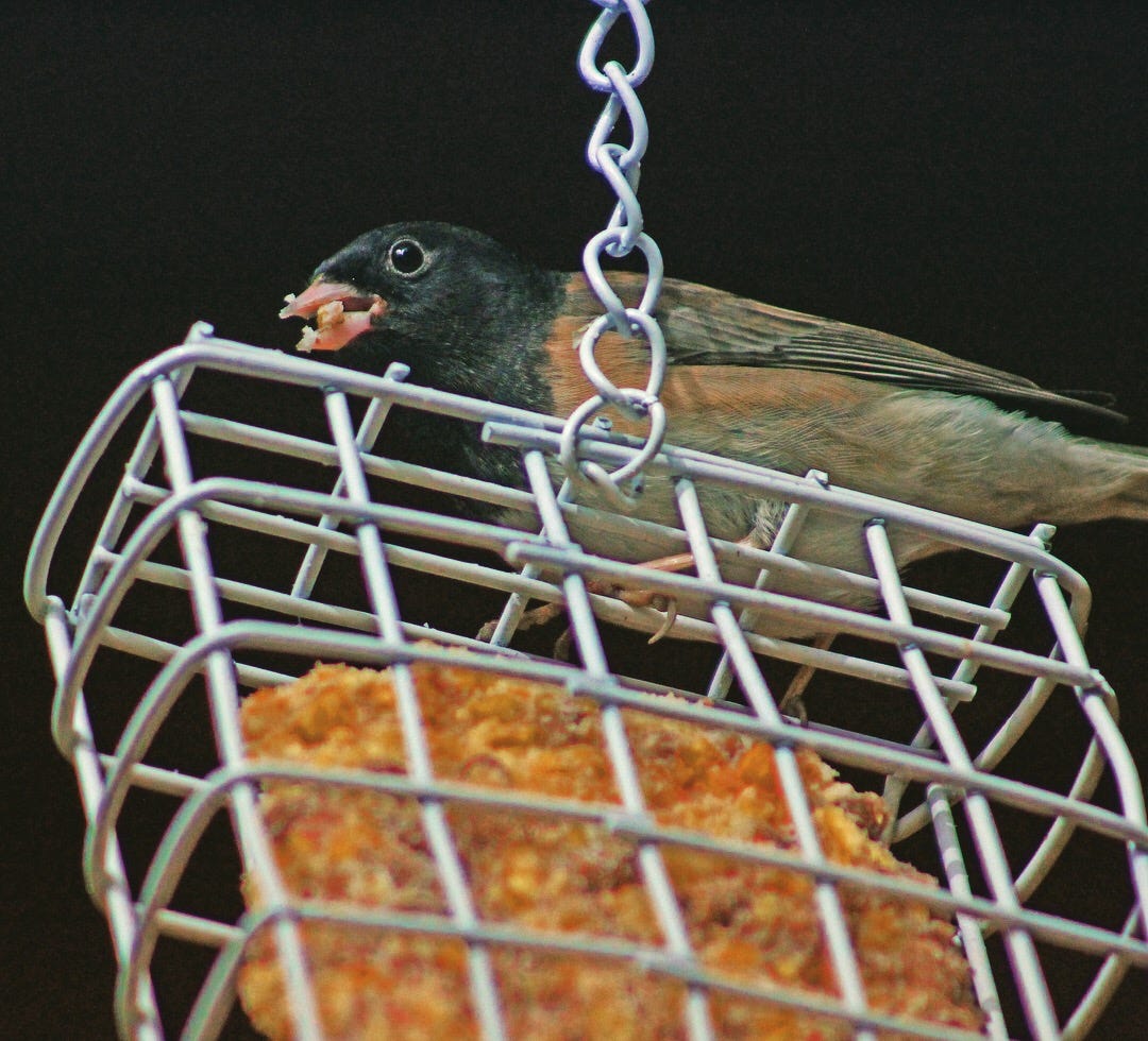 How to Prevent Salmonella in Birds