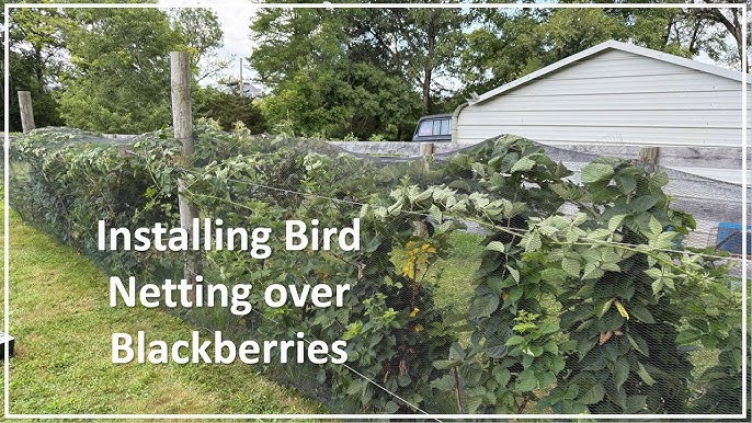 How to Prop Up Bird Netting Over Berry Bushes