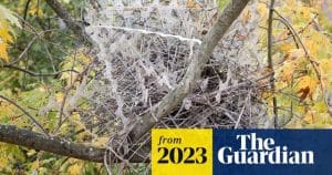How to Protect Bird Nests from Predators