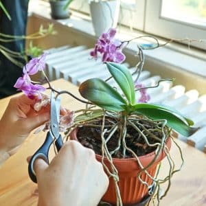 How to Prune a Desert Bird of Paradise