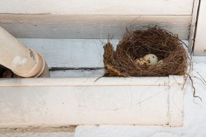 How to Remove a Bird Nest from Your House