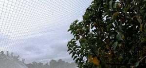 How to Remove Bird Netting Fruit Trees