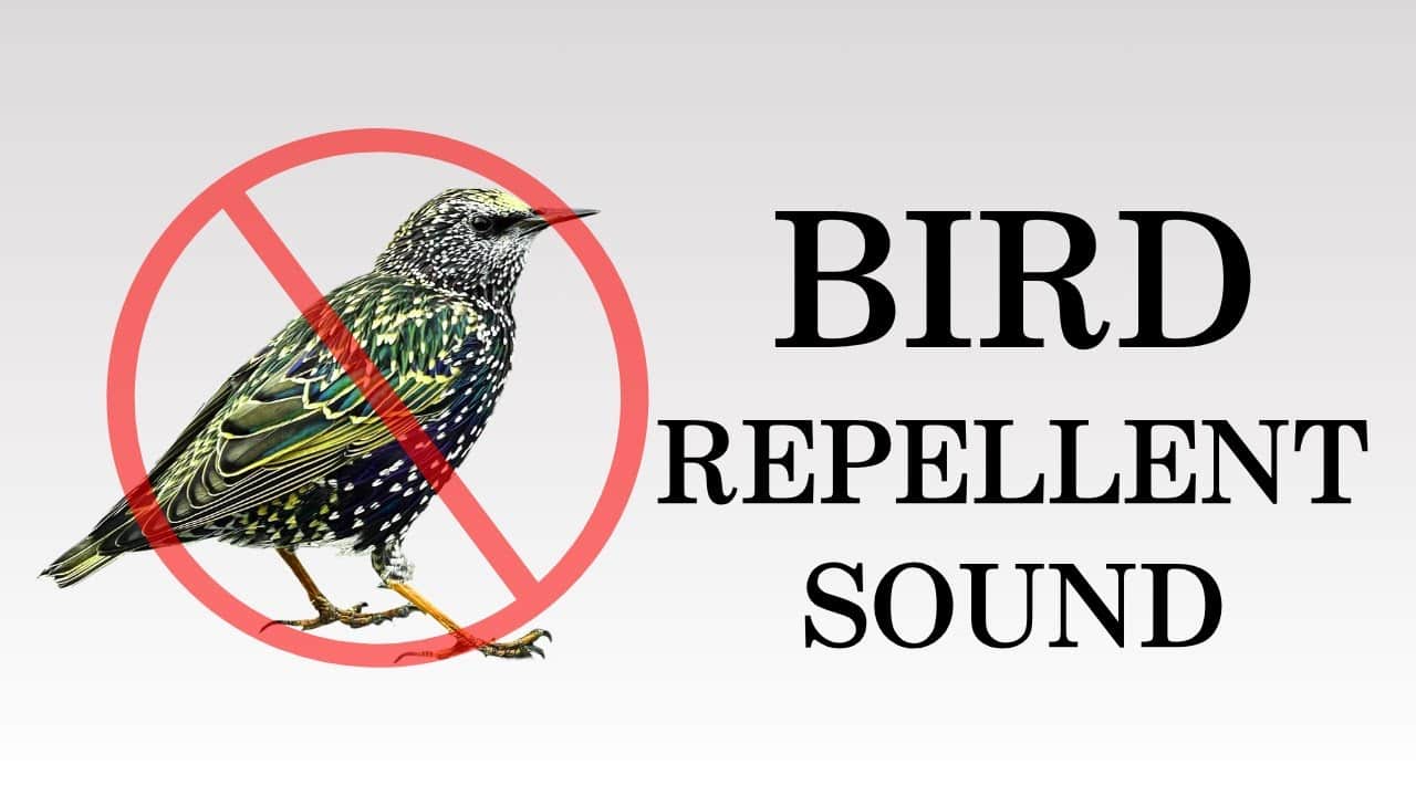 How to Scare Away a Bird That'S Making Noise