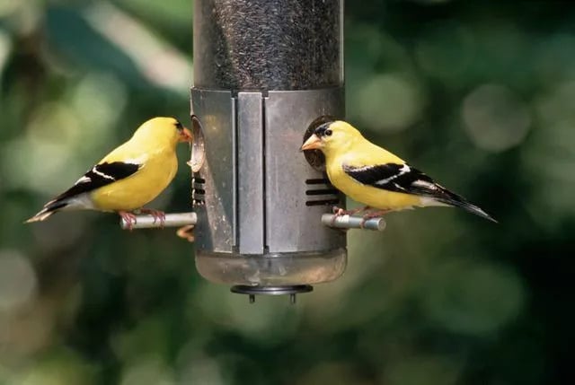 How to Start Attracting Birds