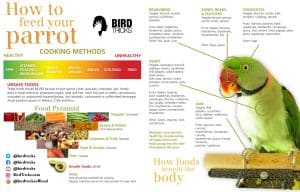 How to Start Feeding My Bird Fruits