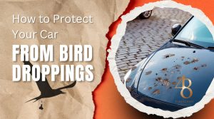 How to Stop a Bird from Pooping on Your Car