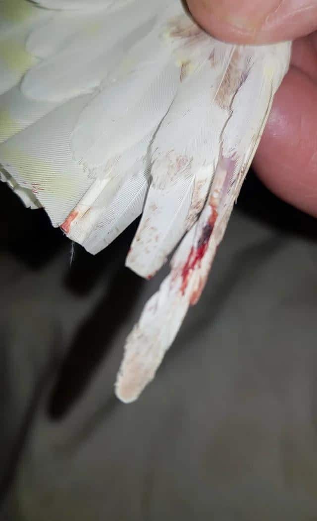 How to Stop Bird Bleeding
