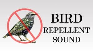 How to Stop Bird Noise