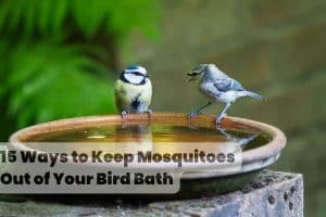 How to Stop Mosquitoes Breeding in Bird Bath