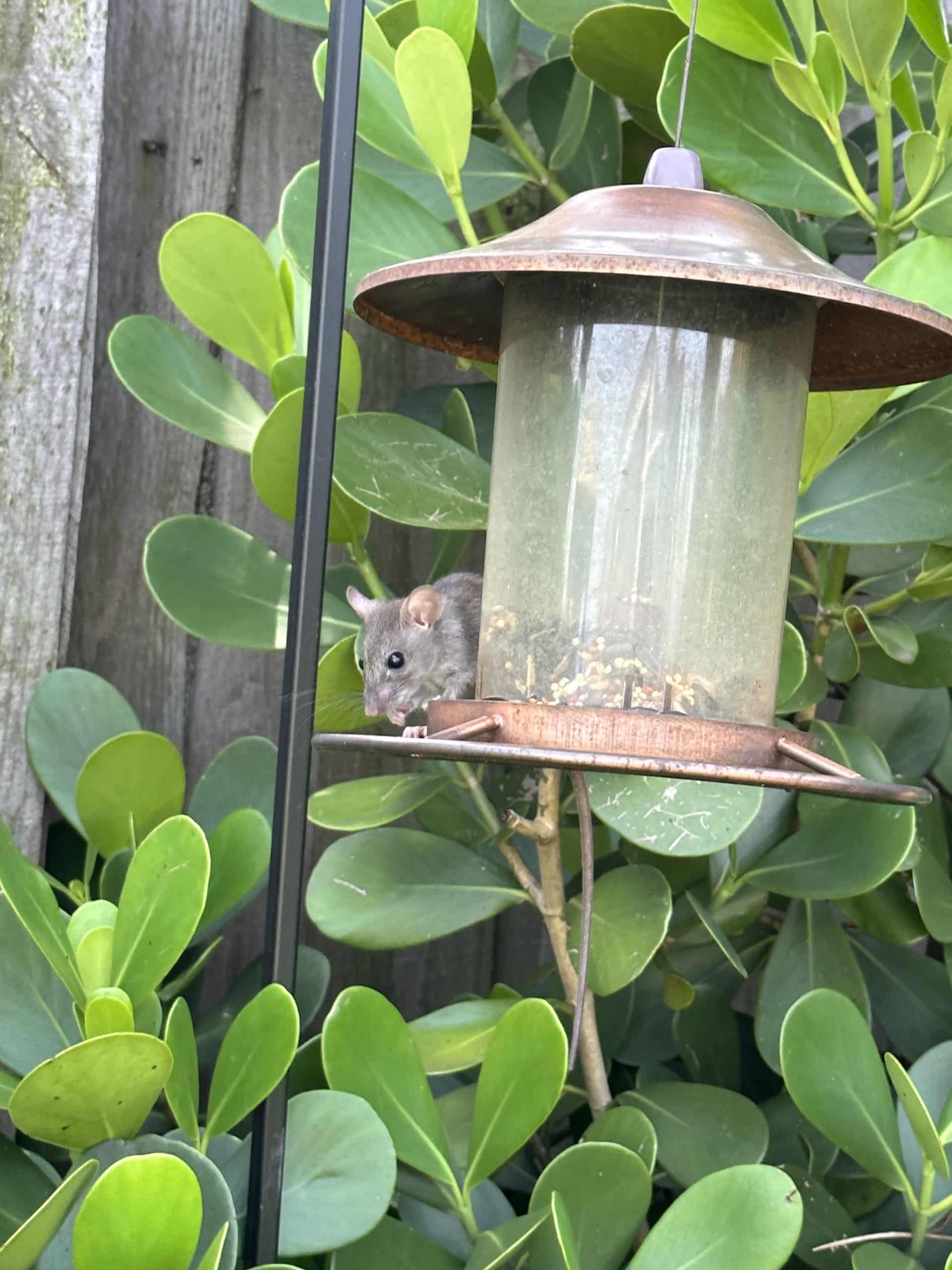 How to Store Bird Seed from Mice