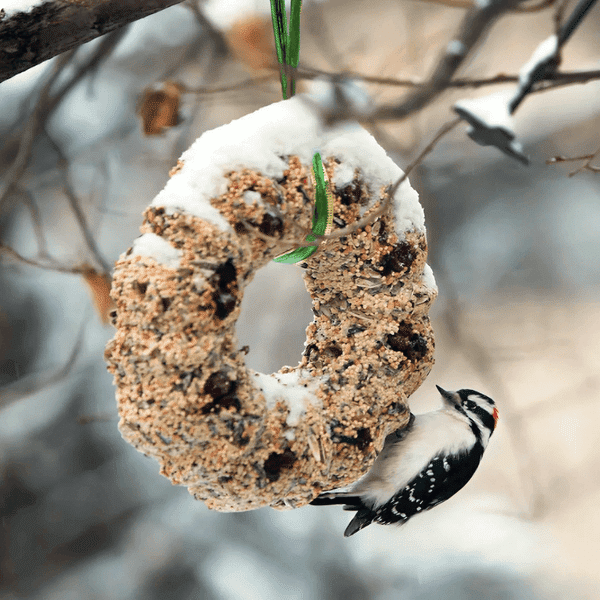 How to Store Bird Seed