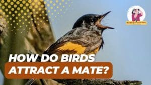 How to Talk to Attract Birds