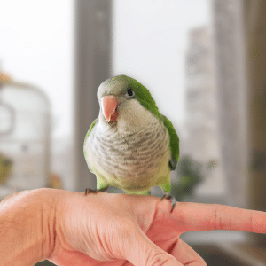 How to Train a Bird to Perch on Your Finger