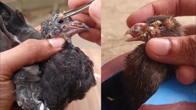 How to Treat Avian Pox in Birds