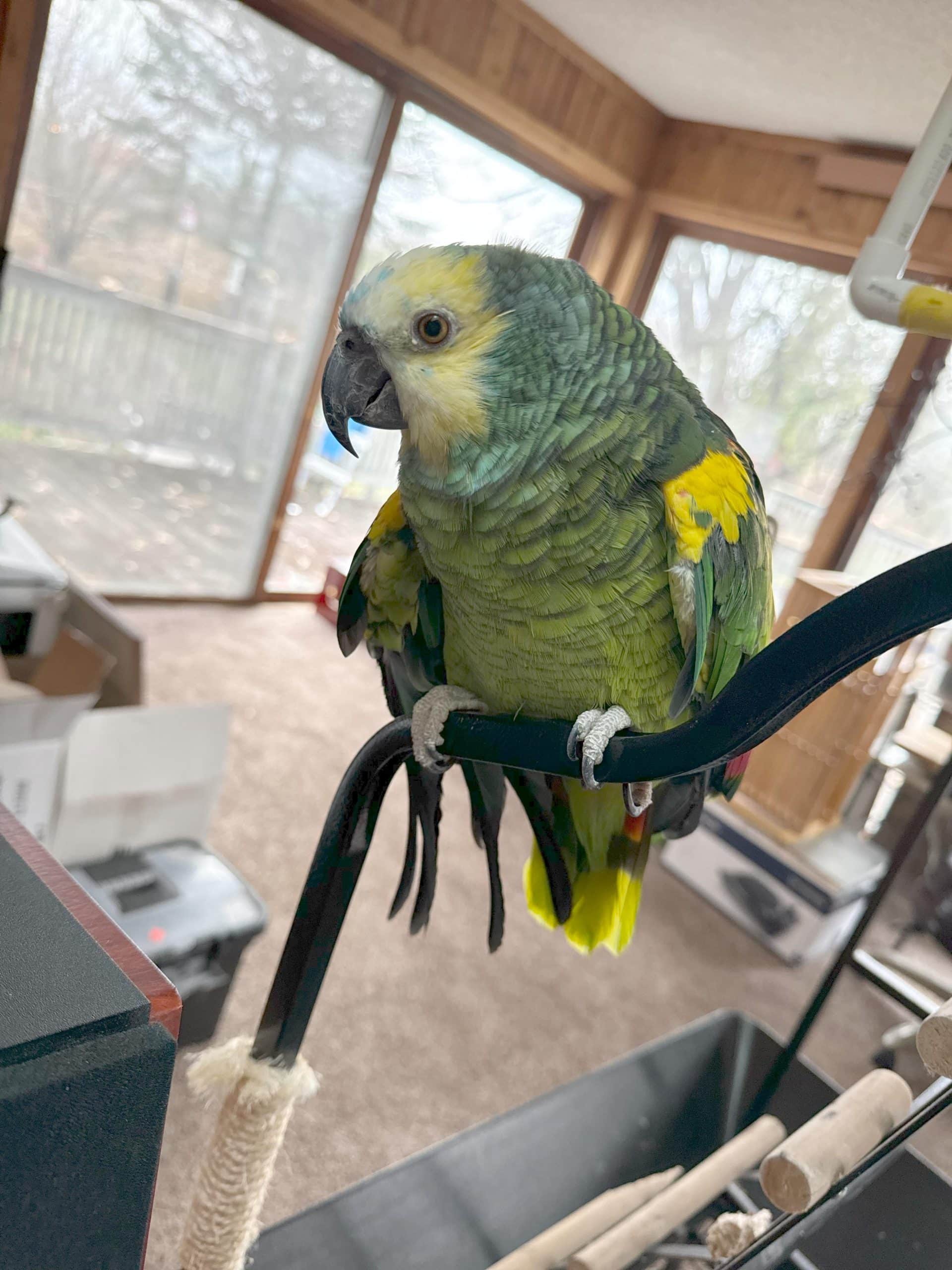 How to Trim a Bird’S Beak Safely