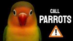 How to Whistle Bird Calls