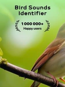 Identifying Bird Calls