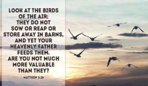 If God Cares for the Birds