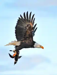 Is a Bird a Predator Or Prey