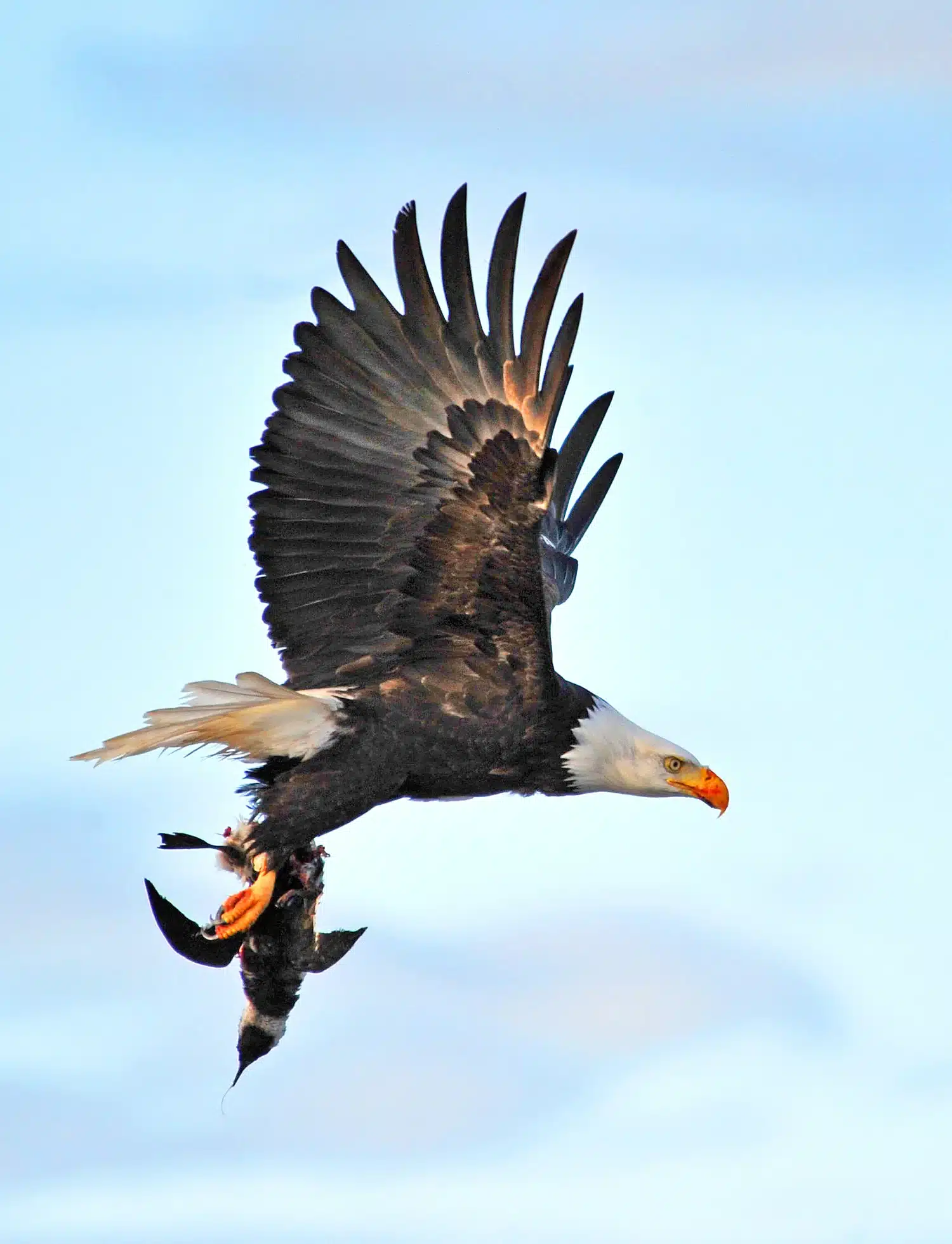 Is a Bird a Predator Or Prey