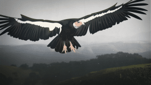 Is a Condor a Predator Bird