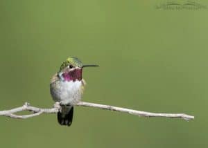 Is a Hummingbird a Perching Bird