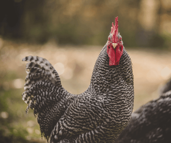 Is a Rooster a Bird