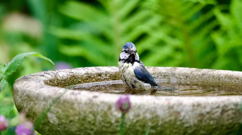 Is Algae in Bird Bath Harmful