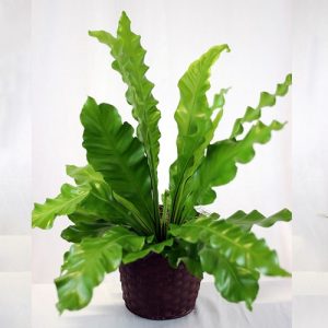 Is Bird Nest Fern a Flowering Plant
