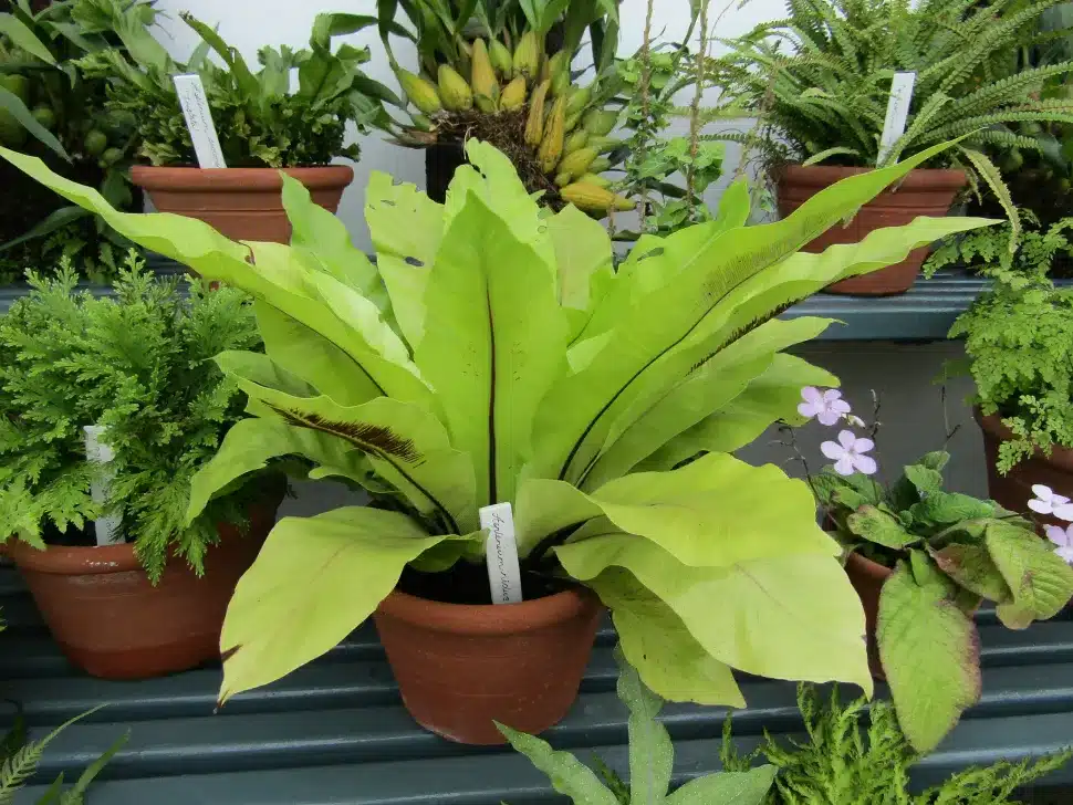 Is Bird Nest Fern a Non Flowering Plant