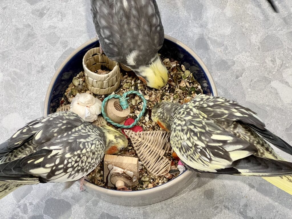 Is Bird Seed Bad for Cats