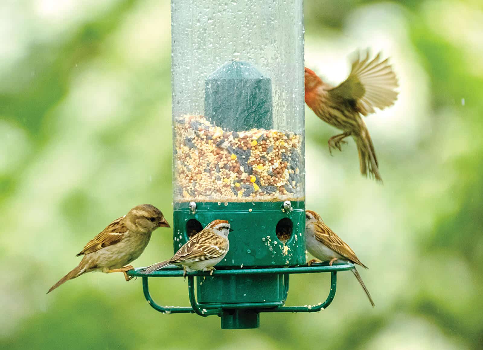 Is Bird Seed Poisonous to Humans