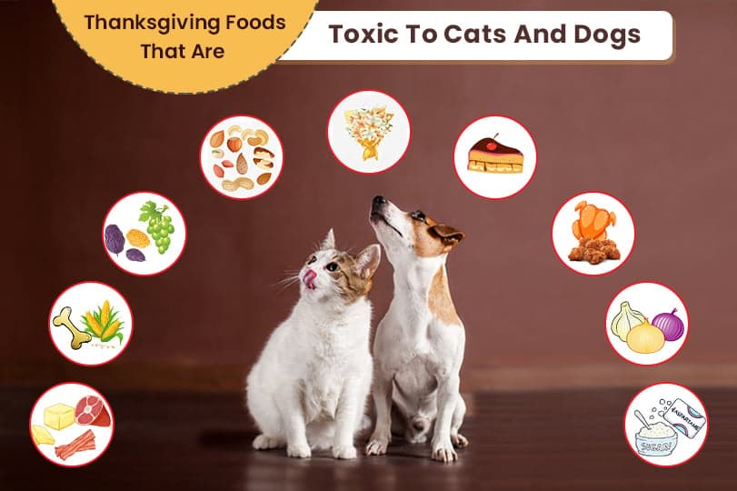 Is Bird Seed Toxic to Dogs
