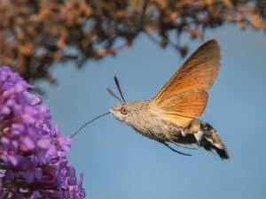 Is Hummingbird a Bird Or Insect