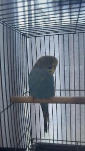 Is It Critical to Quarantine a New Bird