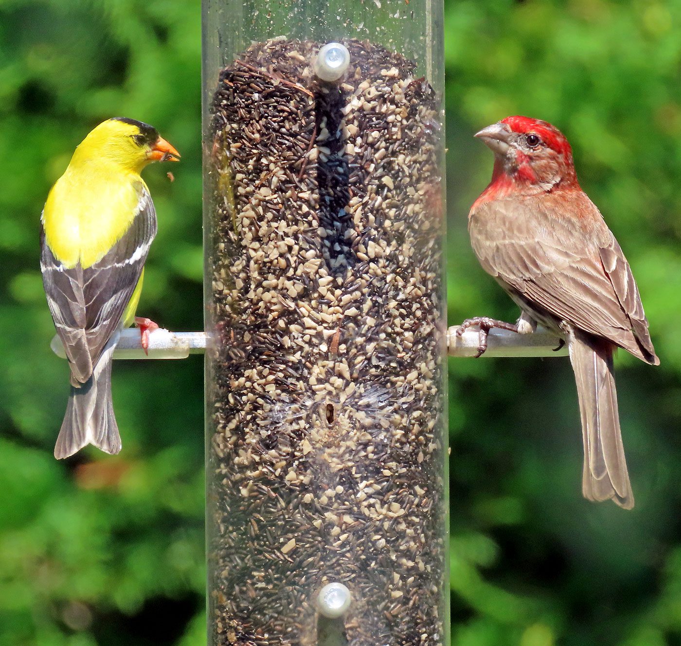 Is It Safe to Put Out Bird Seed