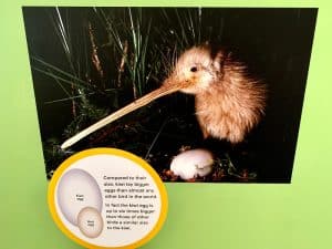Is Kiwi a Bird Or Fruit