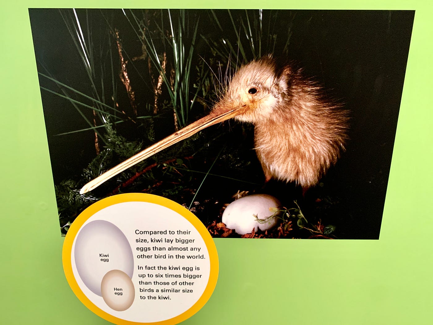 Is Kiwi Fruit Named After Bird