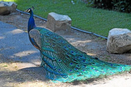 Is Peacock a Perching Bird